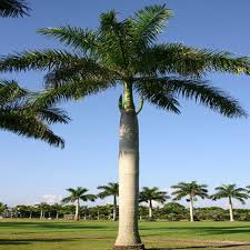 Royal Palm (Bottle Palm)