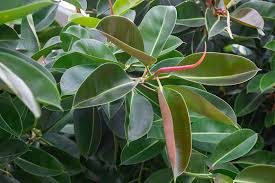 Rubber Plant