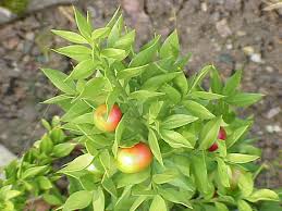 Ruscus