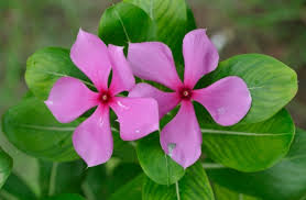 Sada bahar (Vinca)
