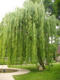 Salix babylonica	(Weeping willow	ویپنگ ویلو)