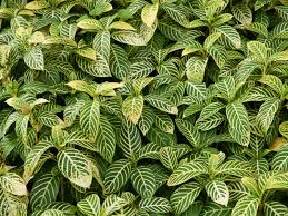Sanchezia