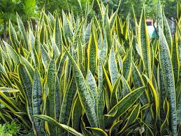 SansevieriaTall (Snake Plant)
