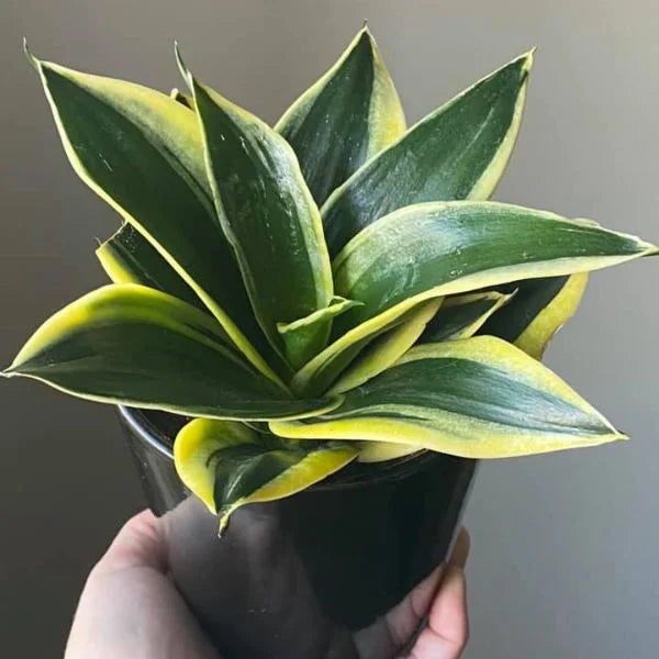 Sansevieria (Dwarf)
