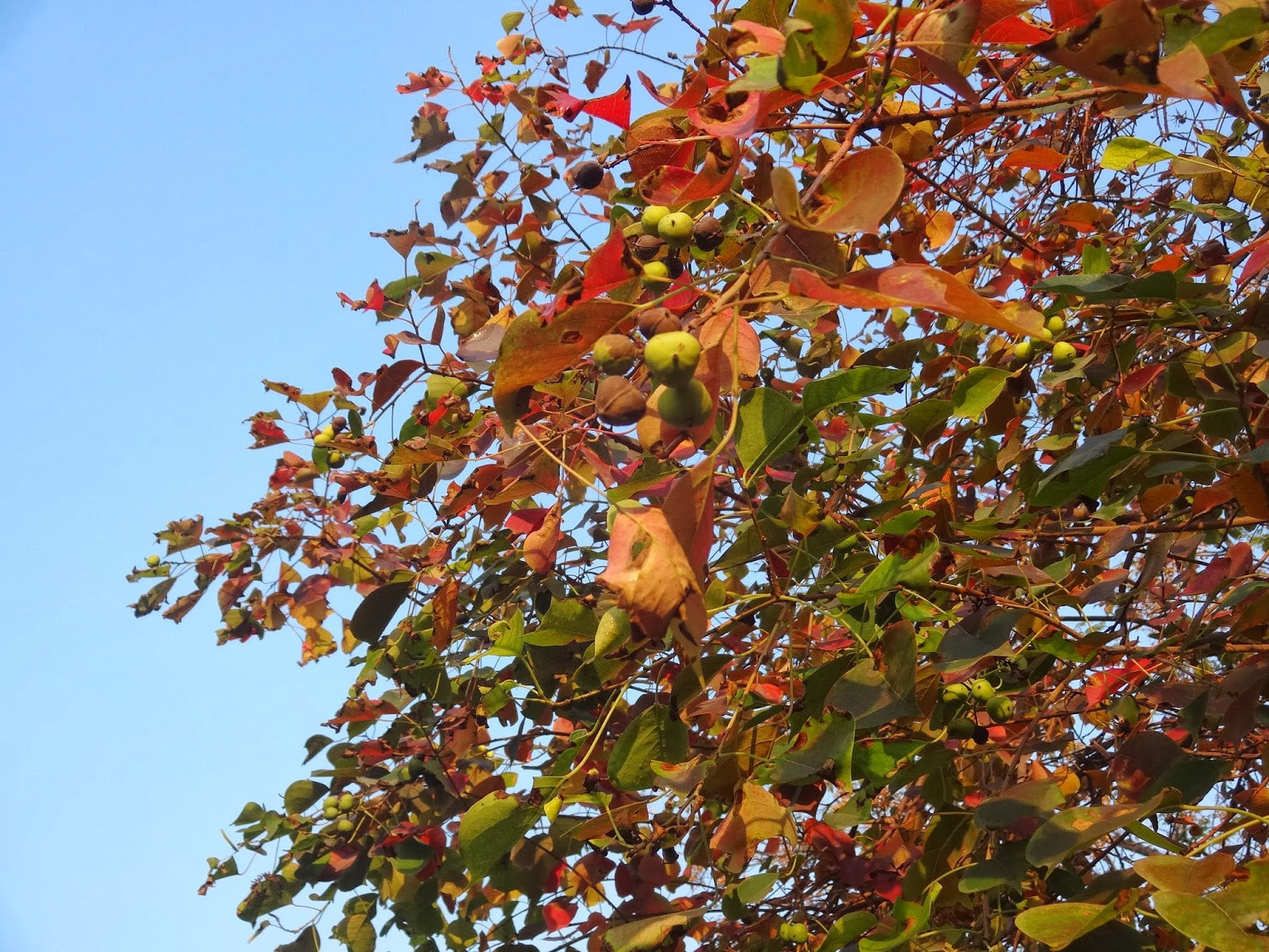 Sapium (Makhan Charbi)