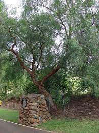 Schinus molle (Pepper tree	پیپر ٹری)