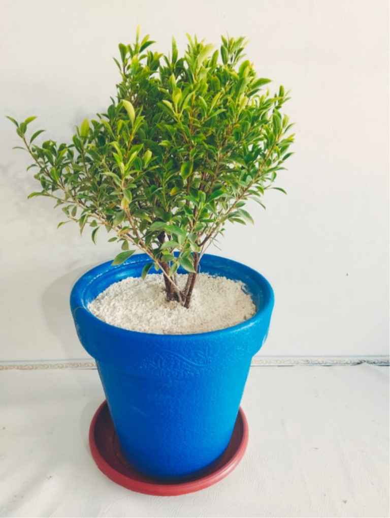 Semi Miniature Ficus 4 Stem