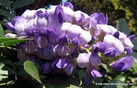 Shama (Sophora)