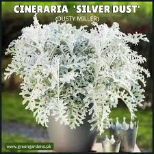 Silver Dust