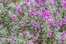 Silvery   ( Purple Sage)