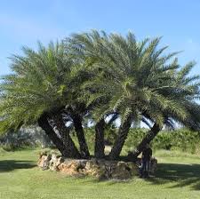 Silvestrus Palm