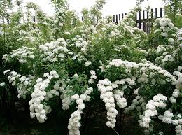 Spirea cantoniensis	(Spirea	سپائریا)