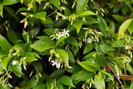 Star Jasmine (Green)