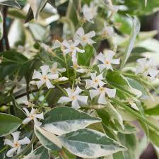 Star Jasmine (variegated)