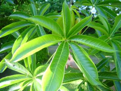 Sterculia