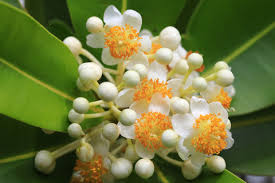 Sultana Champa
