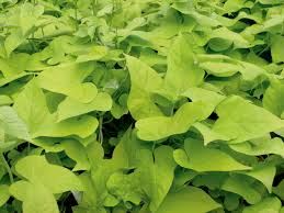 Sweet Potato Vine (Shakarkandi bail)