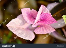 Sweet Potato Vine (Shakarkandi bail Pink)