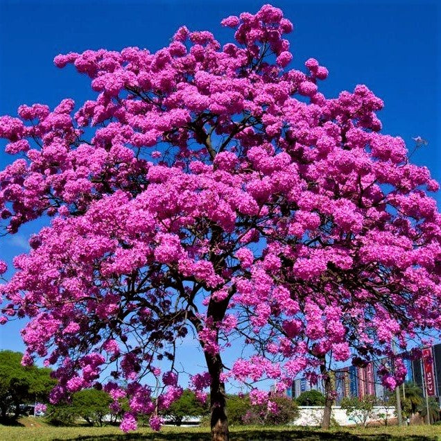 Tabebuia Pink