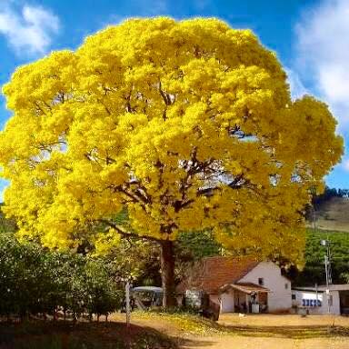Tabebuia Yellow