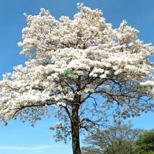 Tabebuia white