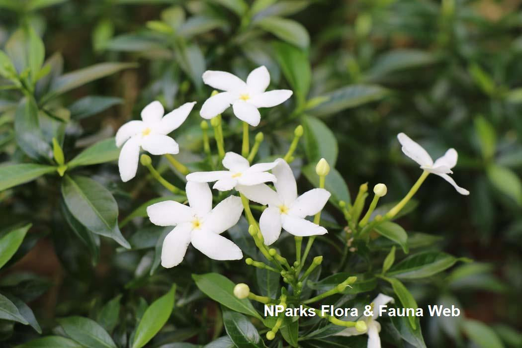 Tabernaemontana spp	Chandni 	چاندنی