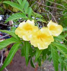Tecoma Stans