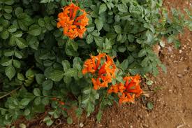 Tecoma capensis	(Tecoma	ٹیکوما)