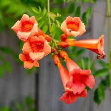 Tecoma creeper  (Trumpet creeper)