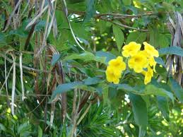 Tecoma grandiflora	(Tecoma 	ٹیکوما)