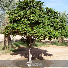 Terminalia Catappa