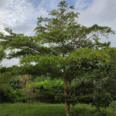 Terminalia (Madagascar almond)