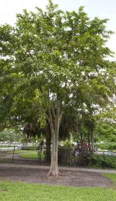 Terminalia arjuna	(Arjun	ارجن)