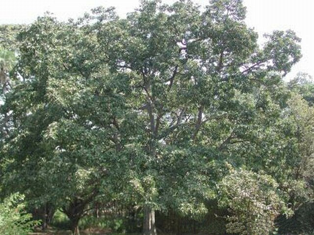 Terminalia bellirica (Bahera 	بہیڑہ)
