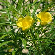 Thevetia  (Yellow Oleander)
