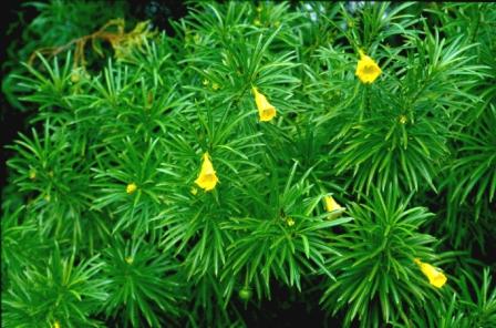 Thevetia peruviana 	(Yellow Oleander	ییلو اولیئنڈر)