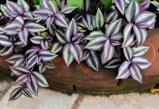 Tradescantia Pendula