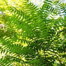 Tree of Heaven
