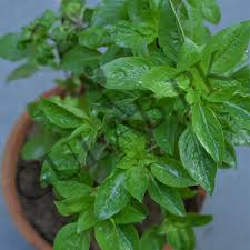 Tulsi  (Sweet Basil, Niaz Bow)