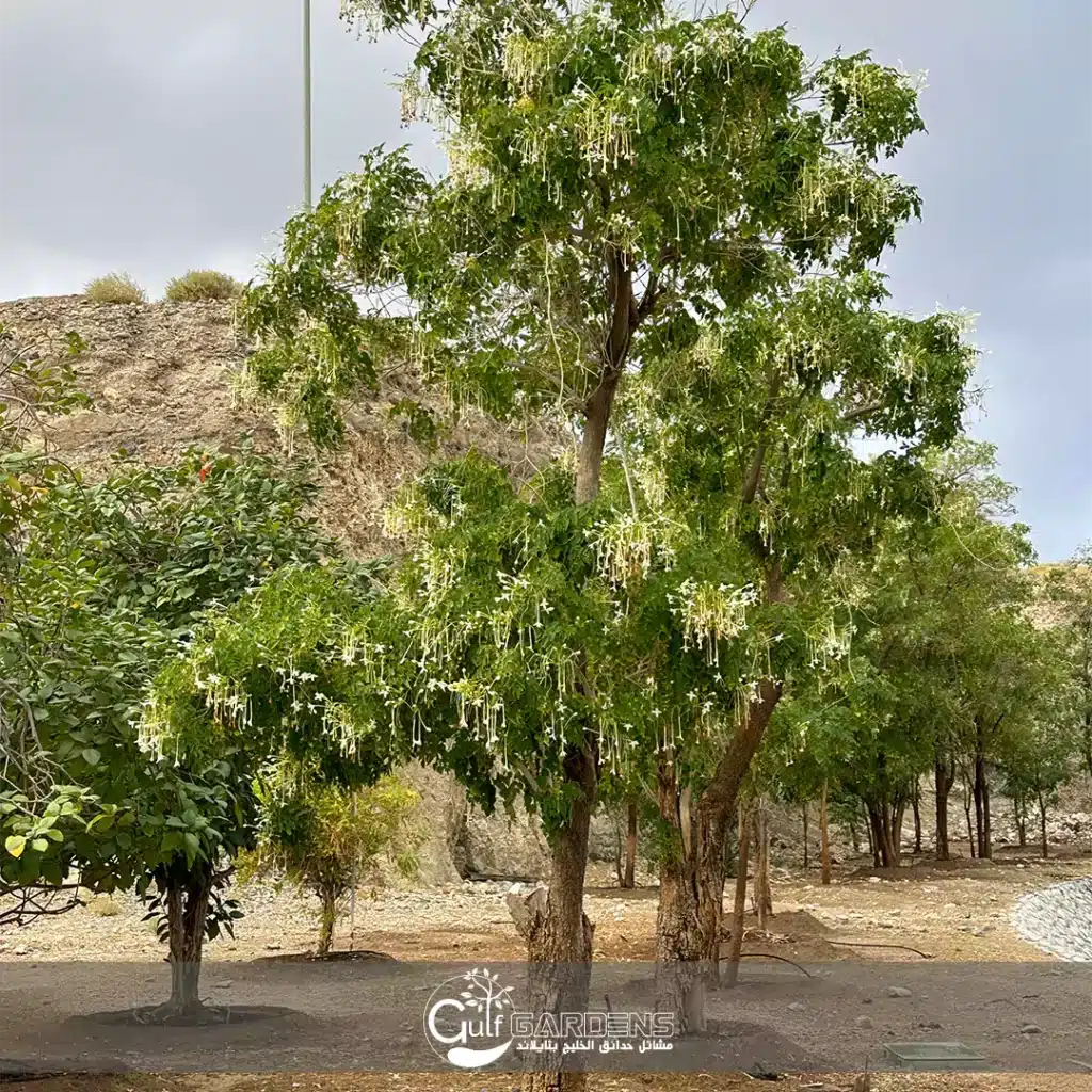 Vilati Neem (Millingtonia)