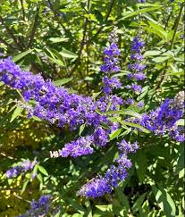 Vitex  (Monk's Pepper)