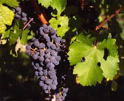 Vitis vinifera	(Grapes 	انگور)