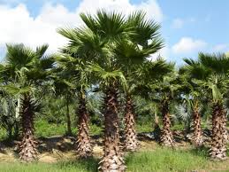 Washingtonia Palm