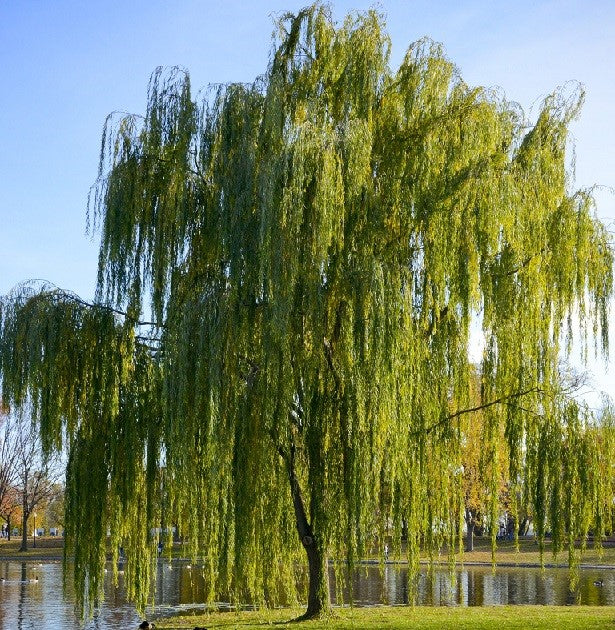 Weeping Willow (Baid-e-Majnoo)