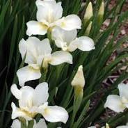 White Swirl iris