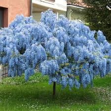 Wisteria Blue (Chinese Wisteria)