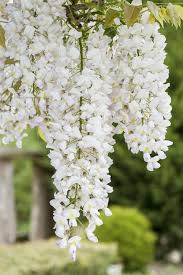 Wisteria White (Chinese Wisteria)