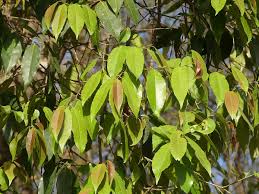 Xylosma longifolium	(Zylozma	زیلوزما)