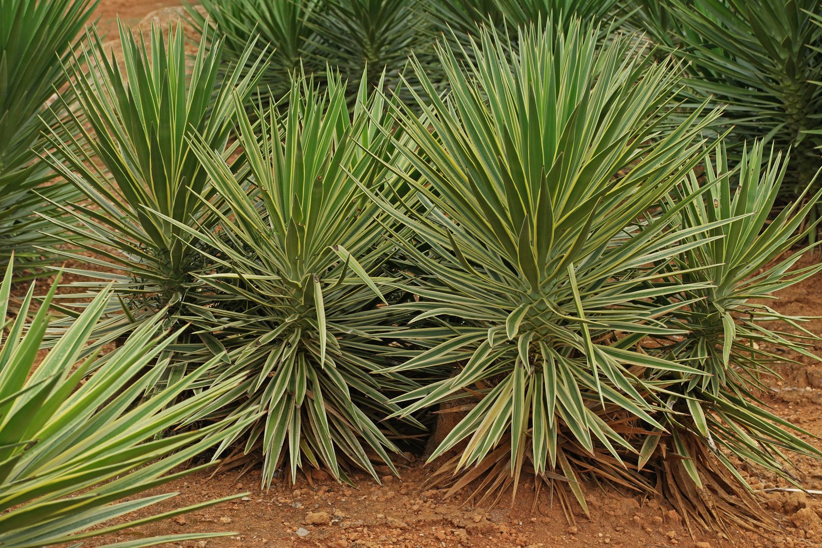 Yucca Different Varieties