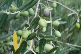 Zaitoon (Olive)